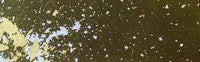 Majo Gold Leaf | Tanzaku Plate 275 (3 Colours)