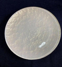 Majo | Royal Plate (3 Colours)
